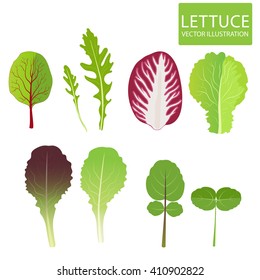 Lettuce Types Vector Set Of Salad Bowl. Vector Set Isolated On White Background. Cress, Red Lettuce, Iceberg, Arugula, Radicchio