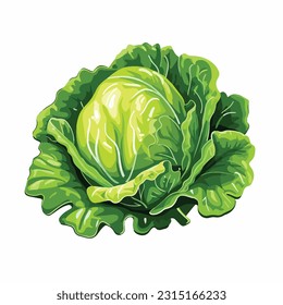 lettuce vector 2d flat color white background