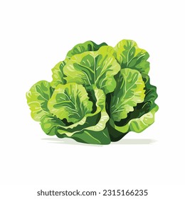 lettuce vector 2d flat color white background