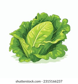 lettuce vector 2d flat color white background