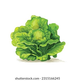 lettuce vector 2d flat color white background