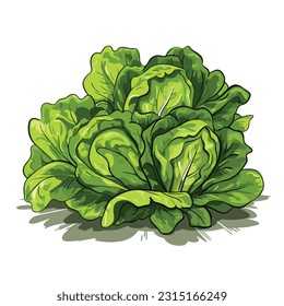 lettuce vector 2d flat color white background