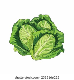 lettuce vector 2d flat color white background