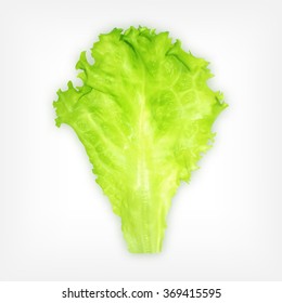 Lettuce. Vector icon. EPS10 vector