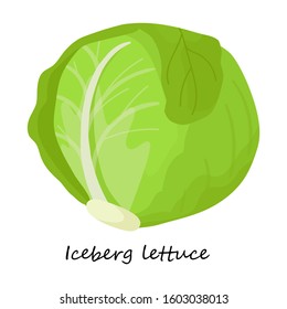 Lettuce vector icon.Cartoon vector icon isolated on white background lettuce .