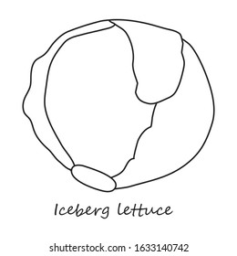 Lettuce vector icon.Outline,line vector icon isolated on white background lettuce .
