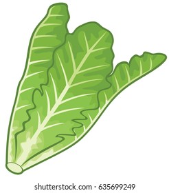lettuce vector illustration