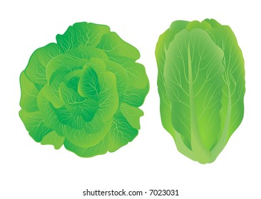 Lettuce. Vector illustration.