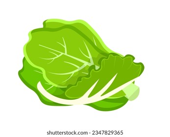 Lettuce vector illustration. Cartoon isolated green leaf and head of fresh leafy vegetable, natural vitamin baby cos leaves, raw organic food ingredient for eating, cooking healthy vegetarian salad