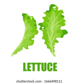 Lettuce vector illustration design with white background.