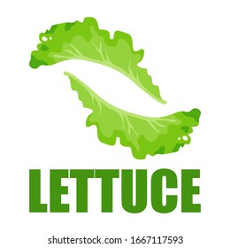 Lettuce Vector Illustration Design With White Background.