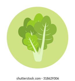 Lettuce vector illustration. Flat design