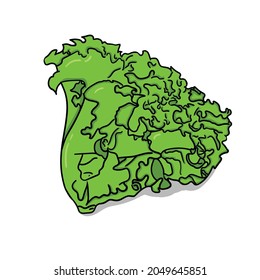 lettuce vector illustration hand drawn