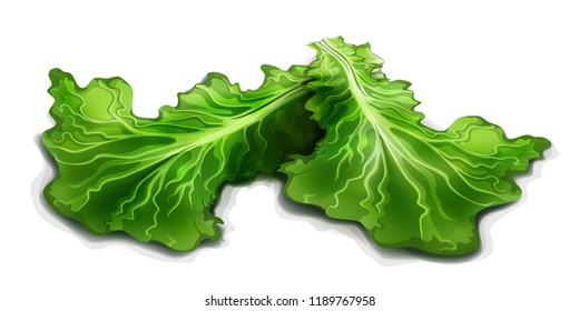 Lettuce. Vector  illustration isolated on a white background