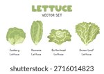 Lettuce Vector Illustration Set, Cartoon Clipart Set in Flat Style. Iceberg Lettuce, Romaine, Butterhead Lettuce, Green Leaf Lettuce, Flat Vector Design
