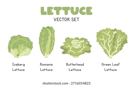 Conjunto de Ilustración vectorial de lechuga, Clipart de dibujos animados en estilo plano. Lechuga Iceberg, Romaine, lechuga Butterhead, lechuga de hoja verde, diseño plano del Vector