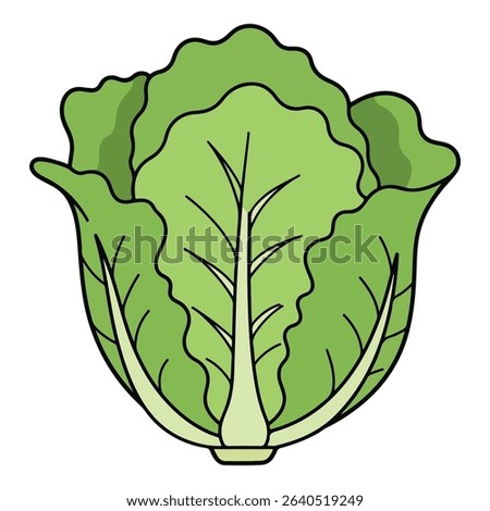 Lettuce vector illustration, simple design