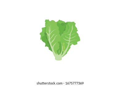 Lettuce Vector Illustration Of Vegetable