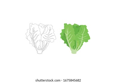 Lettuce  Vector Illustration Of A Vegetable Bundle