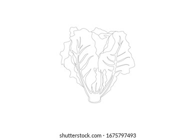 Lettuce Vector Outline Illustration Of Vegetable
