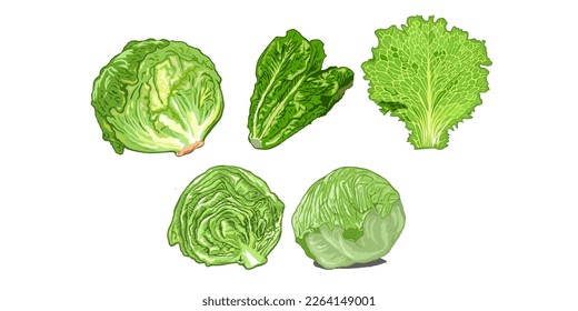 Lettuce vector set collection graphic design