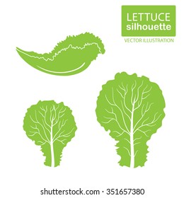 Lettuce vector set.  Lettuce types vector illustration set. Vector vegetable. Lettuce leaf vector.