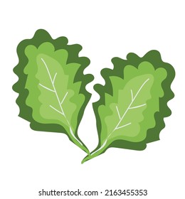 lettuce vector, vegetable isolated on white background, vector illustration