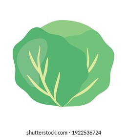 lettuce vegetable icon over white background, colorful design, vector illustration