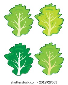 Lechuga Vegetable Colores mixtos tipo de colores que tienen expresiones diferentes