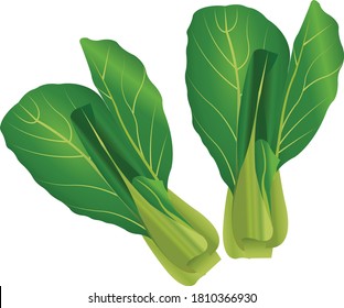 青梗菜 のイラスト素材 画像 ベクター画像 Shutterstock