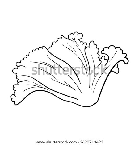 lettuce vegetable simple lineart vector illustration