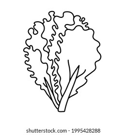Lettuce. Vegetable sketch. Thin simple outline icon. Black contour line vector. Doodle hand drawn illustration