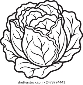 Lettuce Vegetable Vector for Coloring Pages for Kids
