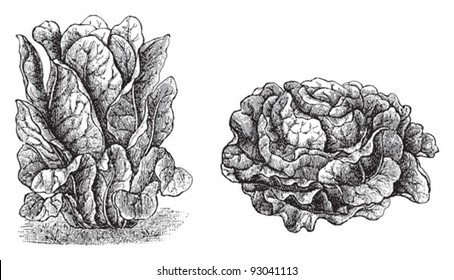 Lettuce - vegetable / vintage illustration from Meyers Konversations-Lexikon 1897