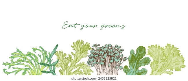 Lettuce vegetables, engraved style drawings. Horizontal border design