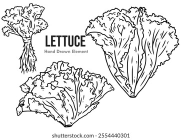 Lettuce vegetables with several different hand drawings and are suitable for ornamental designs for packaging, food, menus, and others