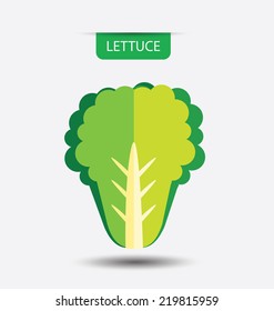 lettuce, vegetables vector illustration