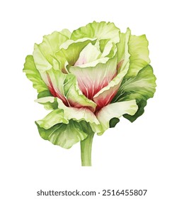 Clipart de acuarela de lechuga ilustración aislada