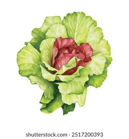 Clipart de acuarela de lechuga ilustración aislada