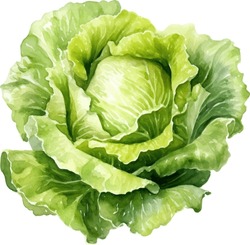 Lettuce Watercolor Illustration. Hand Drawn Underwater Element Design. Artistic Vector Marine Design Element. Illustration For Greeting Cards, Printing And Other Design Projects.