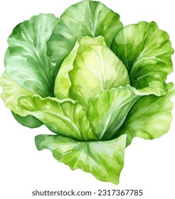 Lettuce watercolor illustration. Hand drawn underwater element design. Artistic vector marine design element. Illustration for greeting cards, printing and other design projects.