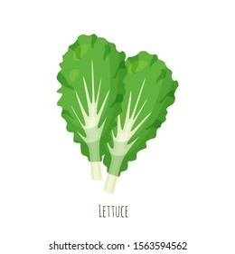 Lettucel green salad leaves vector illustration isolated on white background.