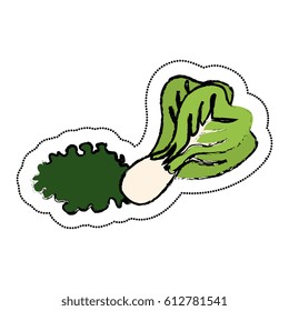 letuce fresh isolated icon