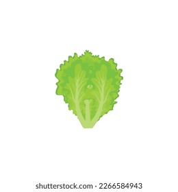 Letuce. Green Lettuce cartoon. Iceberg Lettuce. Vector illustration isolated on white background. For template label, packing, web, menu, logo, textile, icon