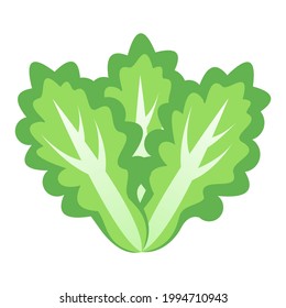 letuce vector and salad vector