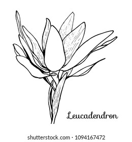 Leucadendron, hand-drawn. Vector illustration. Black outline on white background. Postcard, label, sticker, banner.