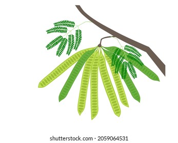 Leucaena leucocephala on a white background. vector