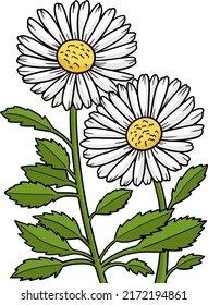 Leucanthemum Daisy Flower Cartoon Clipart Stock Vector (Royalty Free ...