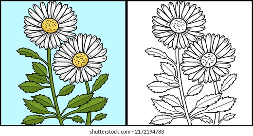 Leucanthemum Daisy Flower Colored Illustration