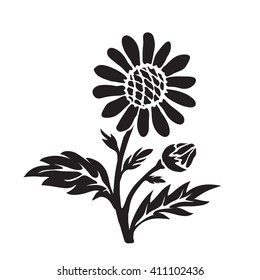 Leucanthemum (oxeye daisy) silhouette, hand drawn vector